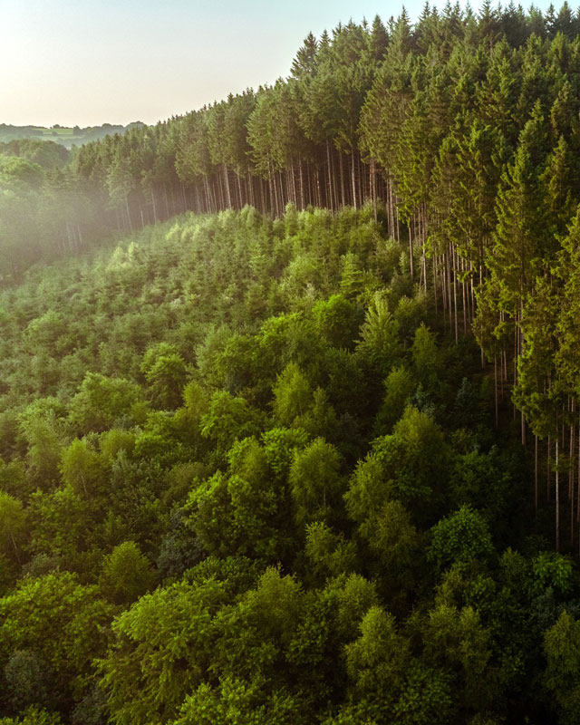Foresta nelle Ardenne belghe dove nasce il birrificio di Chouffe